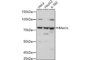 Western blot analysis of extracts of various cell lines, using Menin antibody (ABIN7268698) at 1:1000 dilution. (Menin anticorps  (AA 266-615))