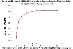 Immobilized Human IL-15, Tag Free (ABIN6386427,ABIN6388244) at 5 μg/mL (100 μL/well) can bind Biotinylated Human IL-2RB&IL-2RG Heterodimer Protein, Fc,Avitag&Fc,Avitag (ABIN6973116) with a linear range of 0. (IL-2 R beta & IL-2 R gamma (AA 27-239) (Active) protein (Fc Tag,AVI tag,Biotin))