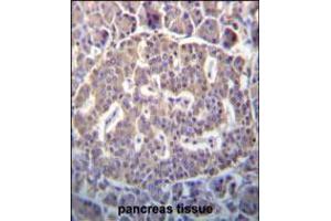 SCYL1 Antibody immunohistochemistry analysis in formalin fixed and paraffin embedded human pancreas tissue followed by peroxidase conjugation of the secondary antibody and DAB staining. (SCYL1 anticorps  (N-Term))
