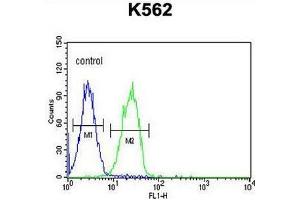 CLM1 Antibody (N-term) flow cytometric analysis of K562 cells (right histogram) compared to a negative control cell (left histogram). (IREM1 anticorps  (N-Term))