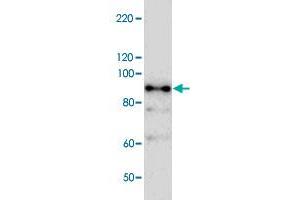 Western blot analysis of bacterial lysate of MBP-fused antigen partial protein with Nbr1 polyclonal antibody . (NBR1 anticorps)