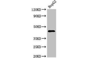 Western Blot Positive WB detected in: HepG2 whole cell lysate All lanes: PSMC5 antibody at 3. (PSMC5 anticorps  (Regulatory Subunit 8))
