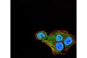 Immunofluorescence analysis of Hela cells using THAP1 mouse mAb (green).