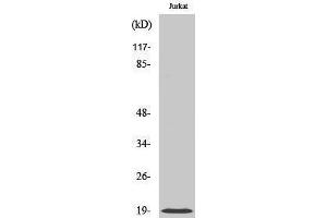 Western Blotting (WB) image for anti-Cofilin 1 (CFL1) (Ser245) antibody (ABIN3174467) (Cofilin anticorps  (Ser245))