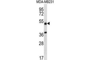 Western Blotting (WB) image for anti-Tripartite Motif Containing 10 (TRIM10) antibody (ABIN2996897) (TRIM10 anticorps)