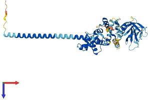 AlphaFold protein structure predicition of Mouse Recombinant Cyth4 Protein, UniprotID Q80YW0
