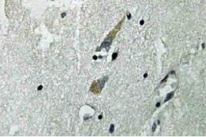 Immunohistochemistry (IHC) analyzes of Raf-1 antibody in paraffin-embedded human brain tissue. (RAF1 anticorps)