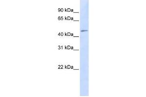 Western Blotting (WB) image for anti-Chromosome 3 Open Reading Frame 17 (C3orf17) antibody (ABIN2458889) (C3orf17 anticorps)