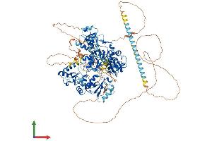AlphaFold protein structure predicition of Mouse Recombinant Paxip1 Protein, UniprotID Q6NZQ4