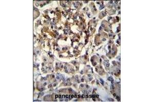 SEC14L5 Antibody (Center) (ABIN655563 and ABIN2845065) immunohistochemistry analysis in formalin fixed and paraffin embedded human pancreas tissue followed by peroxidase conjugation of the secondary antibody and DAB staining. (SEC14L5 anticorps  (AA 448-477))