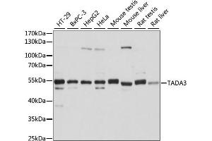 Western blot analysis of extracts of various cell lines, using T antibody (ABIN7270900) at 1:1000 dilution. (TADA3L anticorps  (AA 270-369))