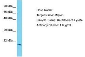Image no. 1 for anti-Mitochondrial Ribosomal Protein L48 (MRPL48) (C-Term) antibody (ABIN6750370) (MRPL48 anticorps  (C-Term))