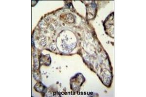 anti-Myeloid Cell Nuclear Differentiation Antigen (MNDA) (AA 26-53), (N-Term) antibody