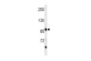 PCDH18 Antibody (C-term) (ABIN657510 and ABIN2846534) western blot analysis in mouse liver tissue lysates (35 μg/lane). (PCDH18 anticorps  (C-Term))
