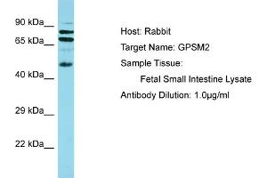 Host: Rabbit Target Name: GPSM2 Sample Tissue: Human Fetal Small Intestine Antibody Dilution: 1ug/ml (GPSM2 anticorps  (N-Term))