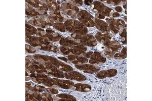 Immunohistochemical staining of human stomach with C12orf26 polyclonal antibody  shows strong cytoplasmic positivity in glandular cells. (METTL25 anticorps)