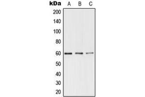 Western blot analysis of TERF1 (pS219) expression in DLD UV-treated (A), Raw264. (TRF1 anticorps  (pSer219))