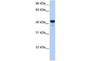 WB Suggested Anti-Elf3 Antibody Titration: 0. (ELF3 anticorps  (Middle Region))