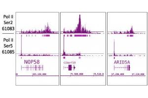 RNA pol II CTD phospho Ser2 antibody (mAb) tested by ChIP-Seq. (Rpb1 CTD anticorps  (pSer2, Ser2))