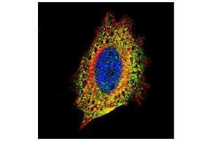 ICC/IF Image Confocal immunofluorescence analysis (Olympus FV10i) of paraformaldehyde-fixed HeLa, using STIP1, antibody (Green) at 1:500 dilution. (STIP1 anticorps)