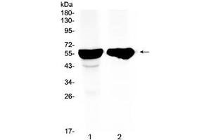 Western blot testing of 1) rat liver and 2) mouse liver tissue with CYP2D6 antibody at 0. (CYP2D6 anticorps  (AA 315-347))