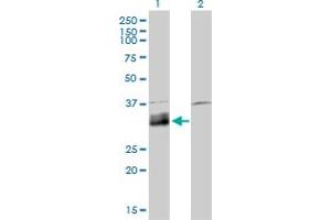 Western Blot analysis of DNASE1L1 expression in transfected 293T cell line by DNASE1L1 monoclonal antibody (M02), clone 4E8. (DNASEX anticorps  (AA 18-302))