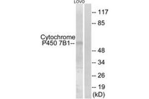 Western blot analysis of extracts from LOVO cells, using Cytochrome P450 7B1 Antibody. (CYP7B1 anticorps  (AA 101-150))