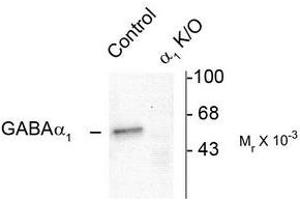 Image no. 1 for anti-gamma-aminobutyric Acid (GABA) A Receptor, alpha 1 (GABRA1) (N-Term) antibody (ABIN372627) (GABRA1 anticorps  (N-Term))