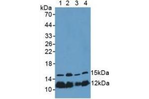 Rabbit Capture antibody from the kit in WB with Positive Control: Sample Lane1: Porcine Spleen Tissue; Lane2: Mouse Thymus Tissue; Lane3: Mouse Placenta Tissue; Lane4: Human Hela Cells. (Histone H4 Kit ELISA)