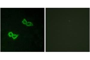 Immunofluorescence analysis of HepG2 cells, using GPR150 Antibody. (GPR150 anticorps  (AA 51-100))