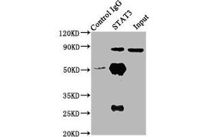 Immunoprecipitating STAT3 in Hela whole cell lysate Lane 1: Rabbit control IgG (1 μg) instead of ABIN7169675 in Hela whole cell lysate.