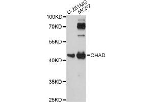 Western blot analysis of extracts of various cell lines, using CHAD antibody. (CHAD anticorps)