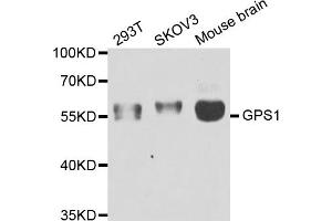 Western blot analysis of extracts of various cell lines, using GPS1 antibody (ABIN5974162) at 1/1000 dilution. (GPS1 anticorps)