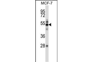 Mouse Map3k7 Antibody (N-term) (ABIN657840 and ABIN2846802) western blot analysis in MCF-7 cell line lysates (35 μg/lane). (MAP3K7 anticorps  (N-Term))