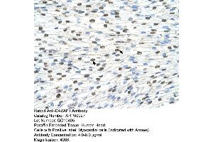 Rabbit Anti-DAZAP1 Antibody  Paraffin Embedded Tissue: Human Heart Cellular Data: Myocardial cells Antibody Concentration: 4.
