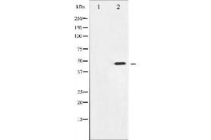 Western blot analysis of Aurora Kinase phosphorylation expression in serum treated 293 whole cell lysates,The lane on the left is treated with the antigen-specific peptide.