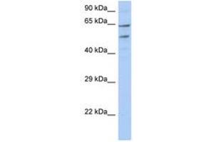 Image no. 1 for anti-Transmembrane and Coiled-Coil Domain Family 3 (TMCC3) (N-Term) antibody (ABIN6743528)