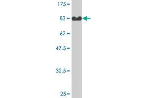 Western Blot detection against Immunogen (80.