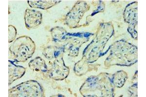 Immunohistochemistry of paraffin-embedded human placenta tissue using ABIN7174129 at dilution of 1:100