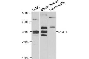 Western blot analysis of extracts of various cell lines, using DIMT1 antibody. (DIMT1 anticorps)