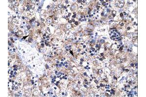 Image no. 1 for anti-PRKC, Apoptosis, WT1, Regulator (PAWR) (AA 212-261) antibody (ABIN202286)