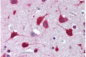 Human Brain, Cortex (formalin-fixed, paraffin-embedded) stained with SOX2 antibody ABIN239849 at 1:50 followed by biotinylated goat anti-rabbit IgG secondary antibody ABIN481713, alkaline phosphatase-streptavidin and chromogen. (SOX2 anticorps  (N-Term))