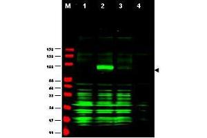Image no. 2 for anti-Ajuba LIM Protein (AJUBA) (AA 224-239) antibody (ABIN199954) (AJUBA anticorps  (AA 224-239))