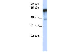 Western Blotting (WB) image for anti-Kin of IRRE Like 1 (NEPH1) antibody (ABIN2459109) (KIRREL anticorps)