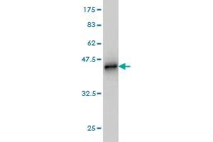 Western Blot detection against Immunogen (39. (BUB1B anticorps  (AA 1-130))
