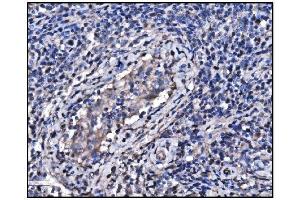 IHC analysis of Hsp90 alpha using anti-Hsp90 alpha antibody (ABIN7602783).