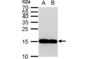 Western Blotting (WB) image for anti-Ionized Calcium-binding Adapter Molecule 1 (IBA1) (C-Term) antibody (ABIN2857032)