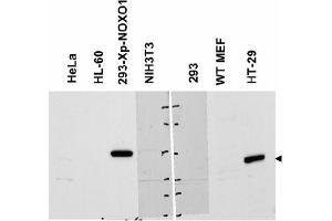 Image no. 2 for anti-NADPH Oxidase Organizer 1 (NOXO1) (AA 238-252) antibody (ABIN401322) (NOXO1 anticorps  (AA 238-252))