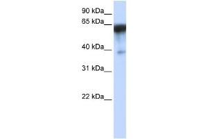 WB Suggested Anti-KIRREL Antibody Titration:  0. (KIRREL anticorps  (Middle Region))