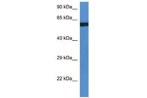 WB Suggested Anti-Uap1l1 Antibody   Titration: 1. (UAP1L1 anticorps  (Middle Region))